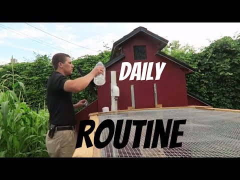 TG Daily Routine - Chicken Coop