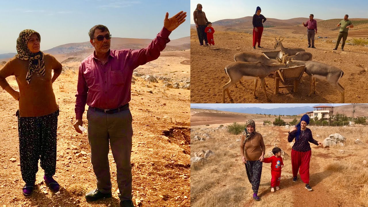 ANNEMİN KÖYÜ'NE GELDİK DAYIM GELMİŞ Dağ Ceylan'larının Öğlen Yemeği köy belgeseli