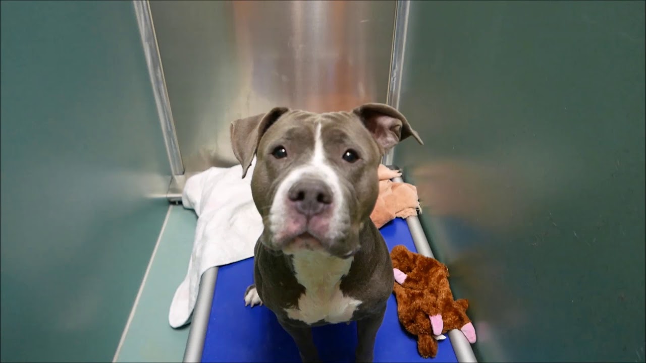Nyla - 14670 - Brooklyn ACC camera iphone 8 plus apk