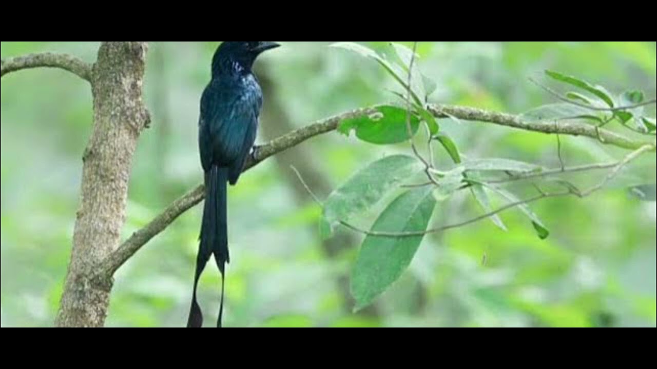 Suara pikat burung srigunting 100℅ampuh