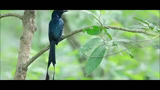 Suara Pikat Burung Srigunting 100danuh