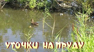 Уточки В Городском Парке На Пруду