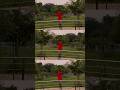 Lipstikajol ani dibi #shots #video