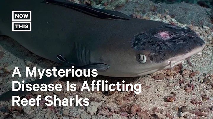 Mysterious Shark Skin Disease Could Be Linked to Warmer Water - DayDayNews