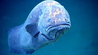 Deep Sea Creatures [National Geographic Documentary HD 2024]