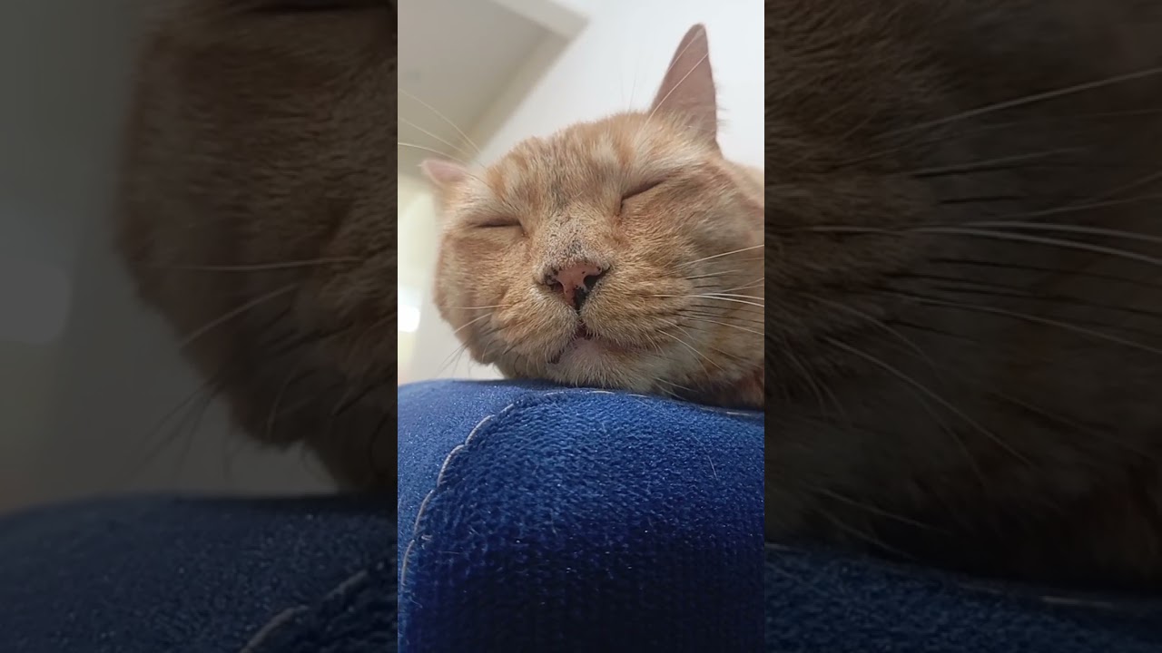 Ando Madreado 🤣 #love #cat #reels #catlover #humor #viralvideo #gatos #reels #maximiliano #humor