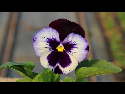 Video: Come Far Fiorire Una Viola Uzumbara. Suggerimenti Per I Principianti