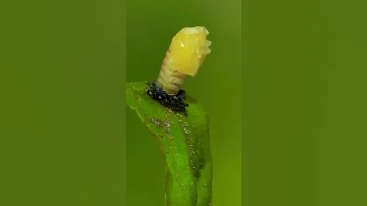 Ladybug pupates in stunning time lapse