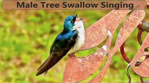 Tree Swallow Song and Calls