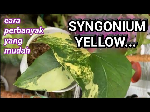 Видео: Syngonium: чихний болон хөлний навчит, 