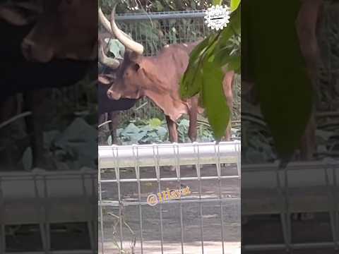 أبقار أنكولي واتوسي Ankole Watusi اكسبلور Shorts 