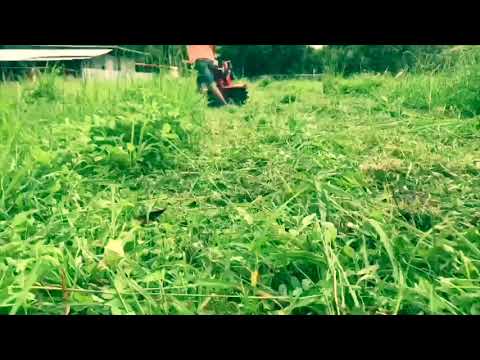 วีดีโอ: เครื่องตัดหญ้าสำหรับพื้นที่ไม่เรียบและหญ้าสูง: คุณสามารถตัดหญ้าบนพื้นผิวที่ไม่เรียบด้วยเครื่องตัดหญ้าไฟฟ้าแบบขับเคลื่อนด้วยตนเองได้หรือไม่ เครื่องตัดหญ้าตัวไหนให้เลือกสำหรับบ้านพัก