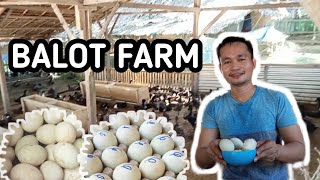 JJJ DUCK FARM AND BALOT MAKER | PAGAALAGA NG MGA ITIK HANGGANG SA PANGINGITLOG AT GAWING BALOT