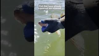 Fish Fryday - The Spawn is on! #walleyefishing  #walleye