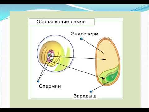 В какой клетке содержится эндосперм