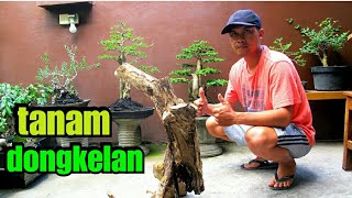 Cara Menanam Bonsai Hasil Dongkelan Youtube