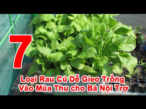 Video: Lưu ý Với Các Bà Nội Trợ: Mùa Hè Thu Hoạch Rau