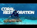 How Coral Restoration works | Saving a Reef