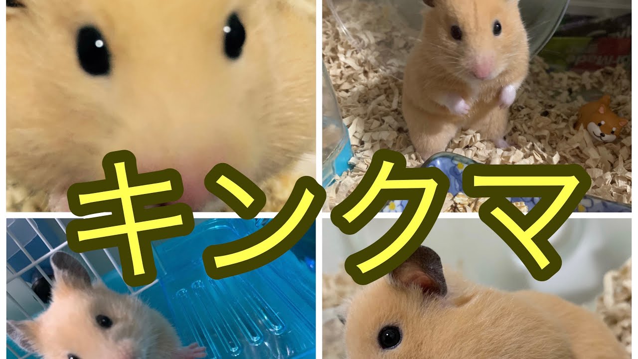 うちのかわいいキンクマハムスターを見てほしい Youtube
