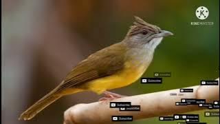 Masteran jenggot jeda 5 menit