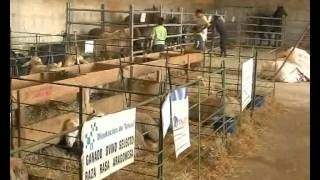 Feria agrícola