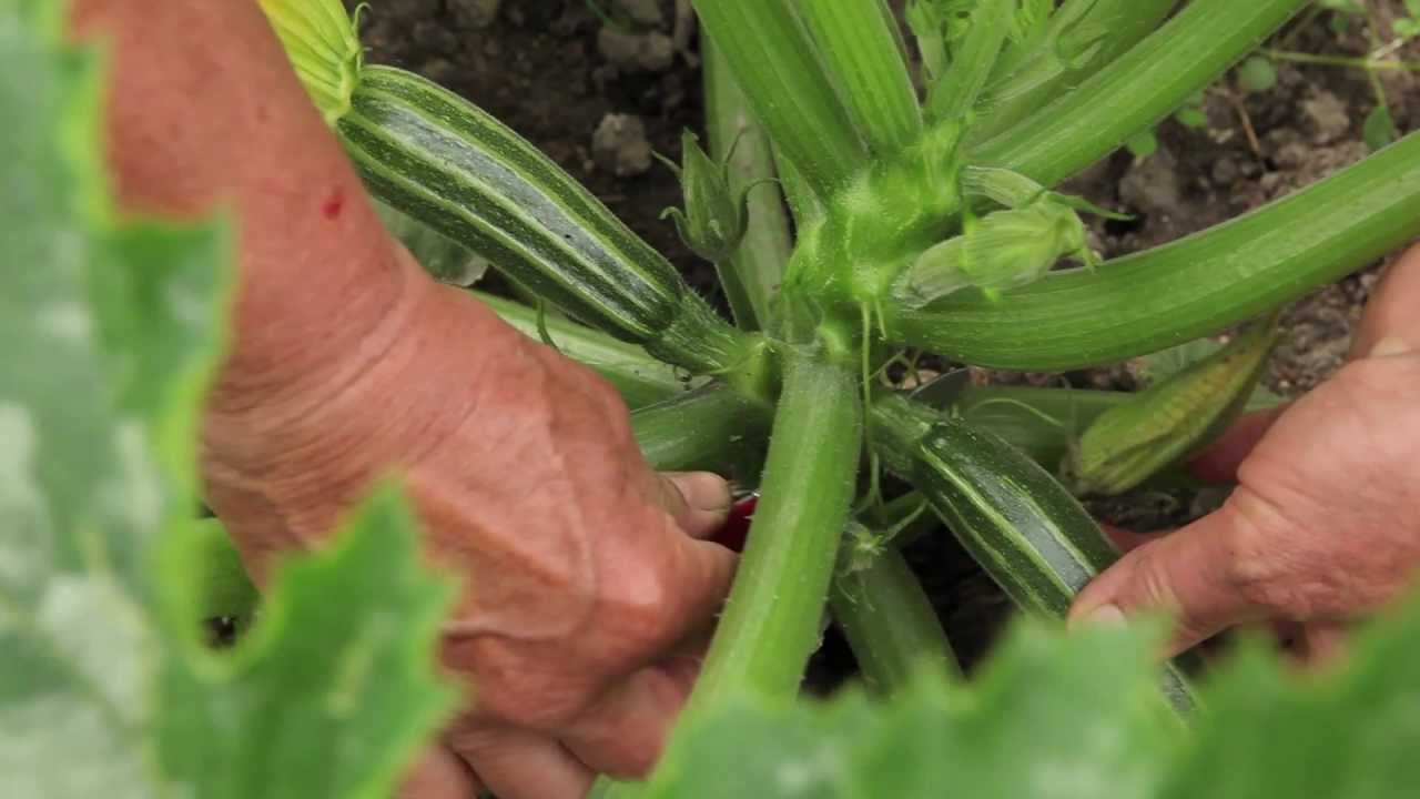 Calebasse Bouteille Géante - Graines Baumaux