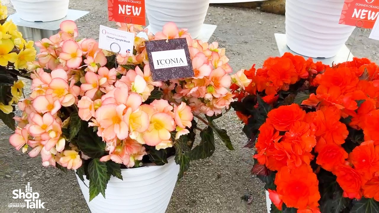 California Spring Trials 2023: New Colors in the Dümmen Orange I