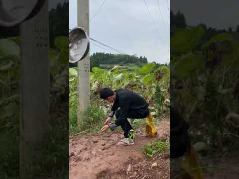Kwai Funny tiktok
