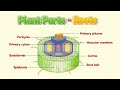 Informative animation of plant parts  roots anatomy