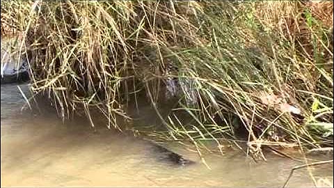 SASS5 aquatic biomonitoring techniques