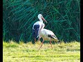 Storch auf Futtersuche, Weißstorch, #Störche Schleswig-Holstein, White Stork foraging, #sony 200–600