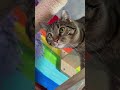 Cute Cats Being Absolutely Adorable! | Funny Cat Video | Cat Cuteness Overload #catshorts #cats