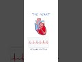 AF / AFib explained #healthsketch #shorts