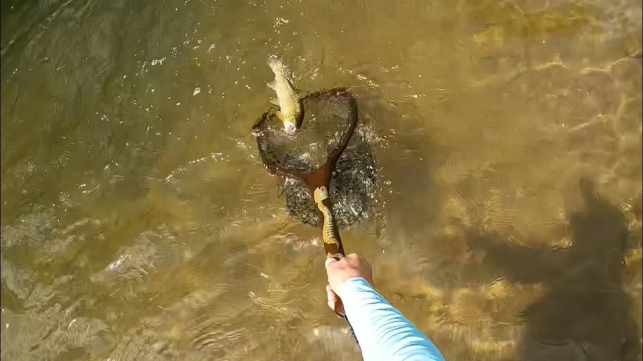 Mimic naturally drifting insects in a tailout - YouTube