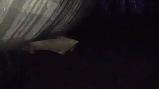 2003 Ford Escape XLT Coldstart Exhaust Clip