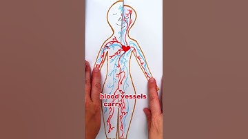 What’s Inside My Body? 🧩 Fun Learning for Kids