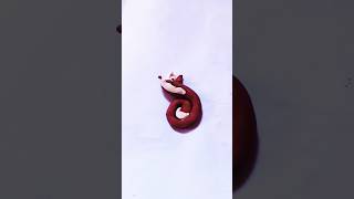 Clay fox 🦊 #clay #viral #trending