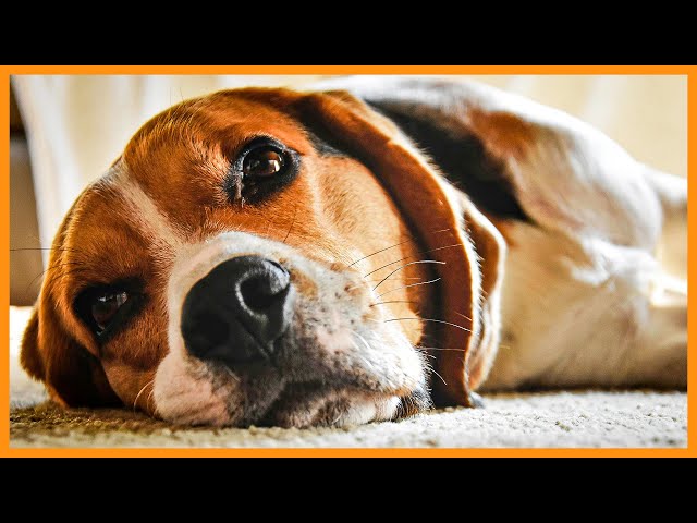 Beste Arthrosebehandlung beim Hund: Tipps und Hilfe 3 sddefault