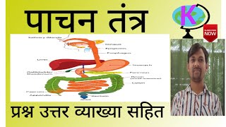 Digestive system quiz, पाचन तंत्र के प्रश्न उत्तर व्याख्या सहित,#kiranclasses