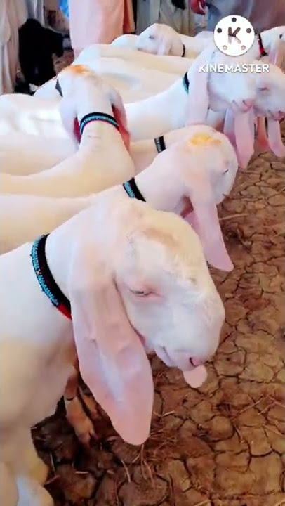 #15 #Bakre #rajanpuri #Gulabi #45 #hazar #per #ka #ek8 se 9 mahine wale