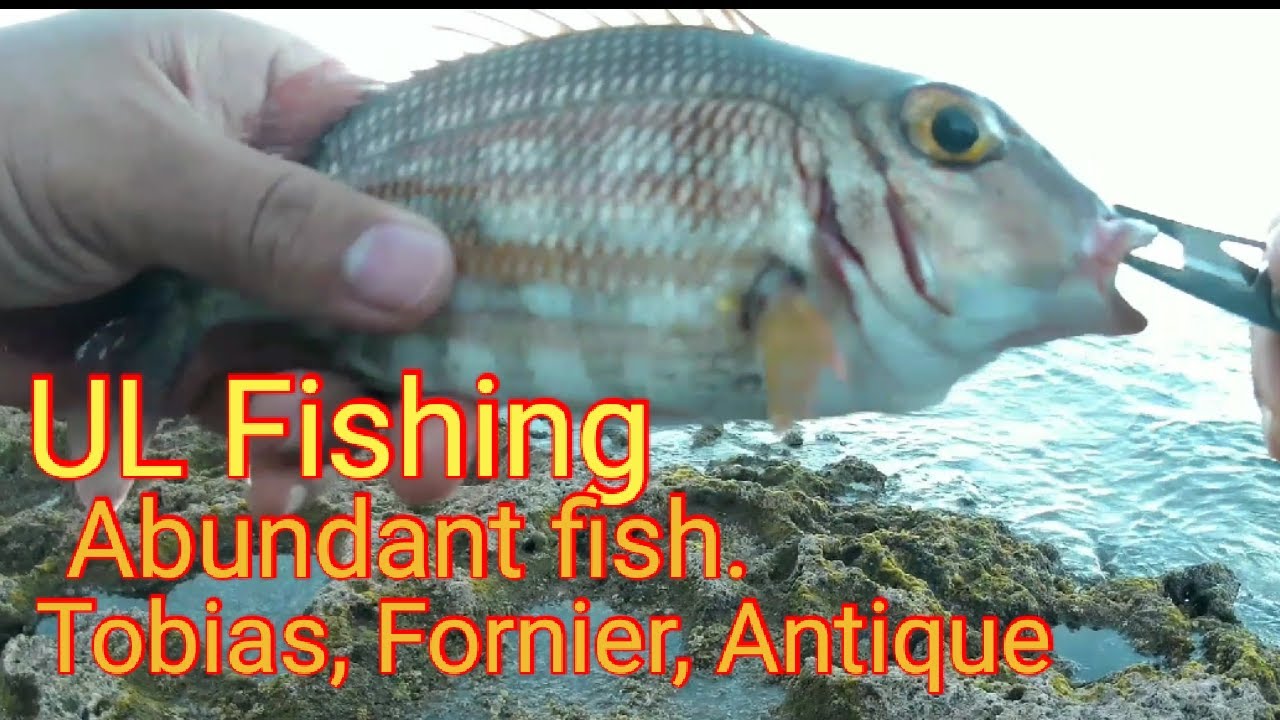 Abundant fish | Tobias, Fornier, Antique | Ultralight fishing ...