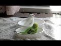 ビショ濡れセキセイインコと迷惑がる白文鳥の水浴びシーン　文鳥動画 Java Sparrow movie