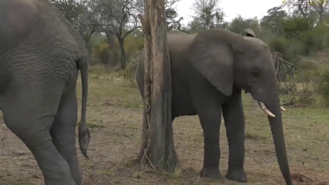 sindile faku July 07, 2017- Sunrise- Tayla found an Elephant who is putting on a show