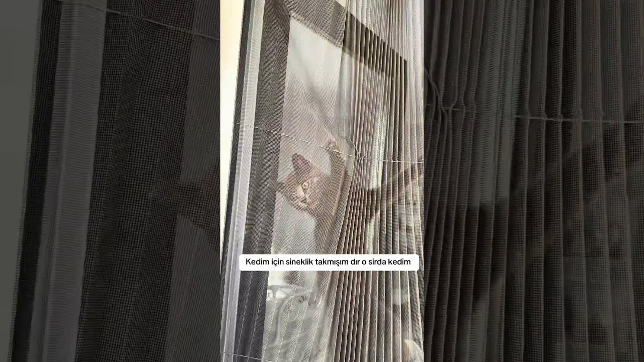 Kim kınadı bunu ? #SummerOfGoals #kedi #cat