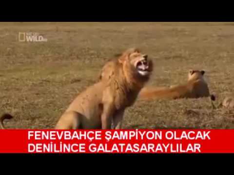 Hahaha ulan yaa