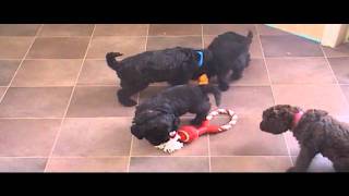 Labradoodle Puppies 5 1/2 Weeks Old - Video #2 by HoosierDoodles 230 views 13 years ago 2 minutes, 30 seconds