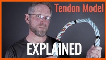 Tendon Talk - The different phases of tendinitis (tendonitis) using a model.