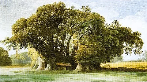 Dove si trova l'albero più longevo d'Italia?