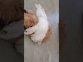 Let sleeping dogs lie kawaii cute