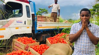 Challenges of Tomato Farming In Ghana - Farmers Perspective #charlesfarmingproject